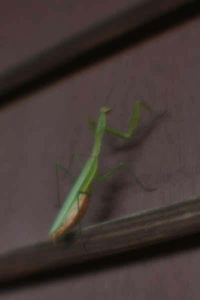 IMG_0701.jpg
