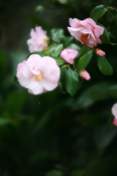 IMG_8291.jpg