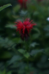 IMG_8761.jpg
