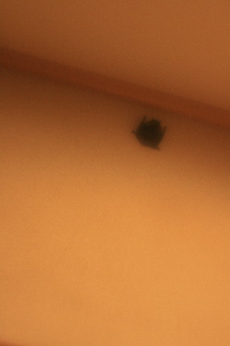 cocoromori0001.jpg